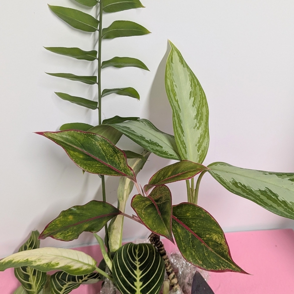 Four Cuttings. Houseplants Enhance Your Home. Great for pet Terrariums.